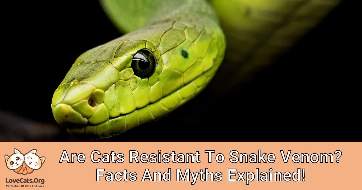 Are Cats Resistant To Snake Venom? Facts And Myths Explained!