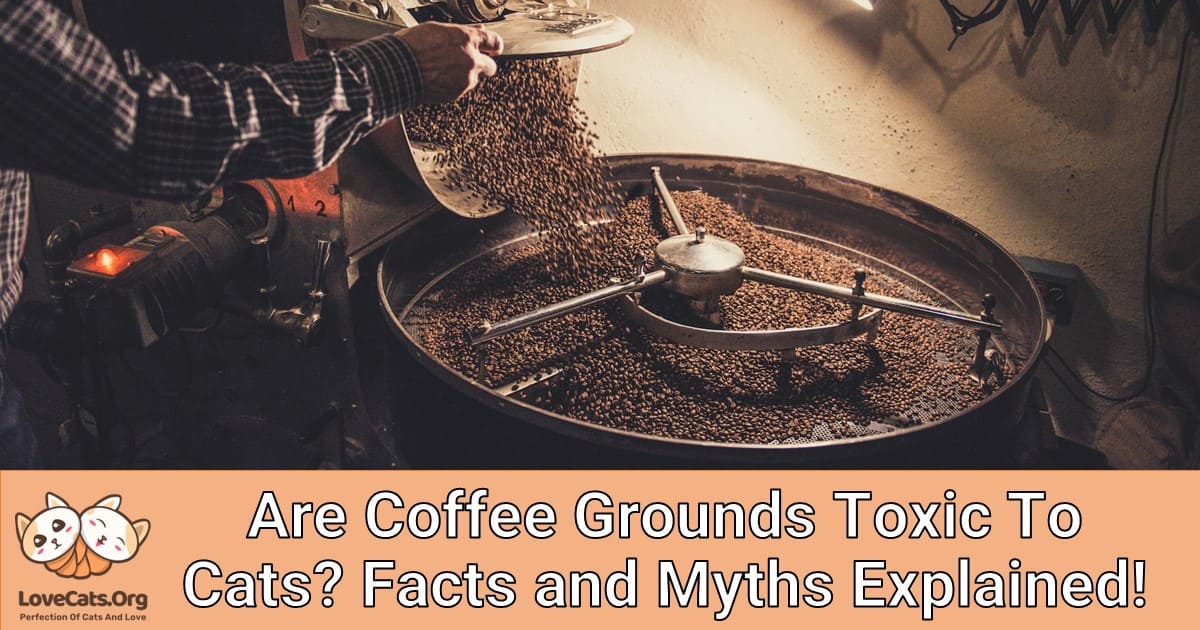 Are Coffee Grounds Toxic To Cats? Facts and Myths Explained!