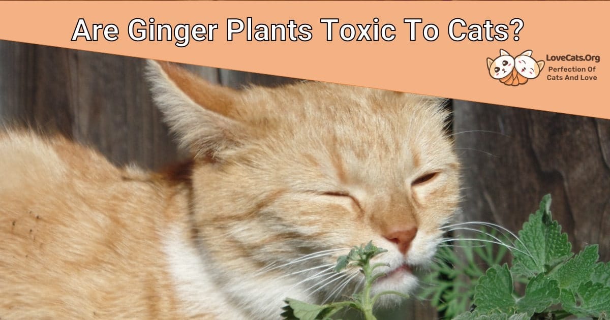Are Ginger Plants Toxic To Cats?
