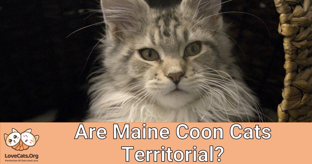 Are Maine Coon Cats Territorial?
