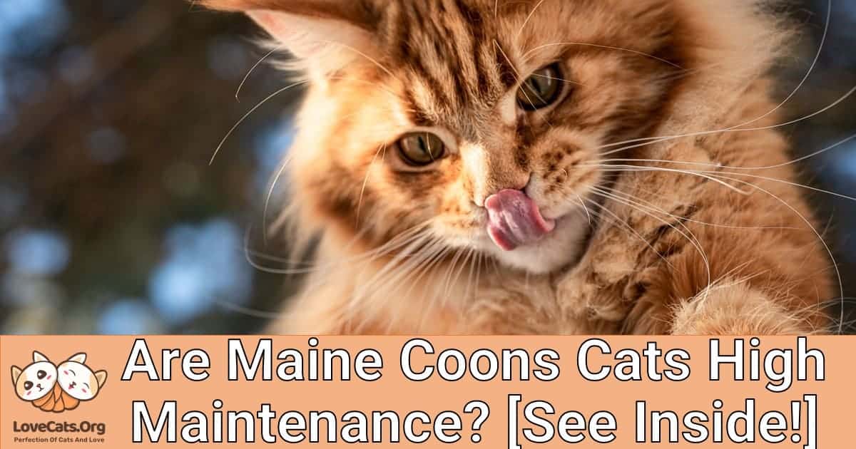 Are Maine Coons Cats High Maintenance? [See Inside!]