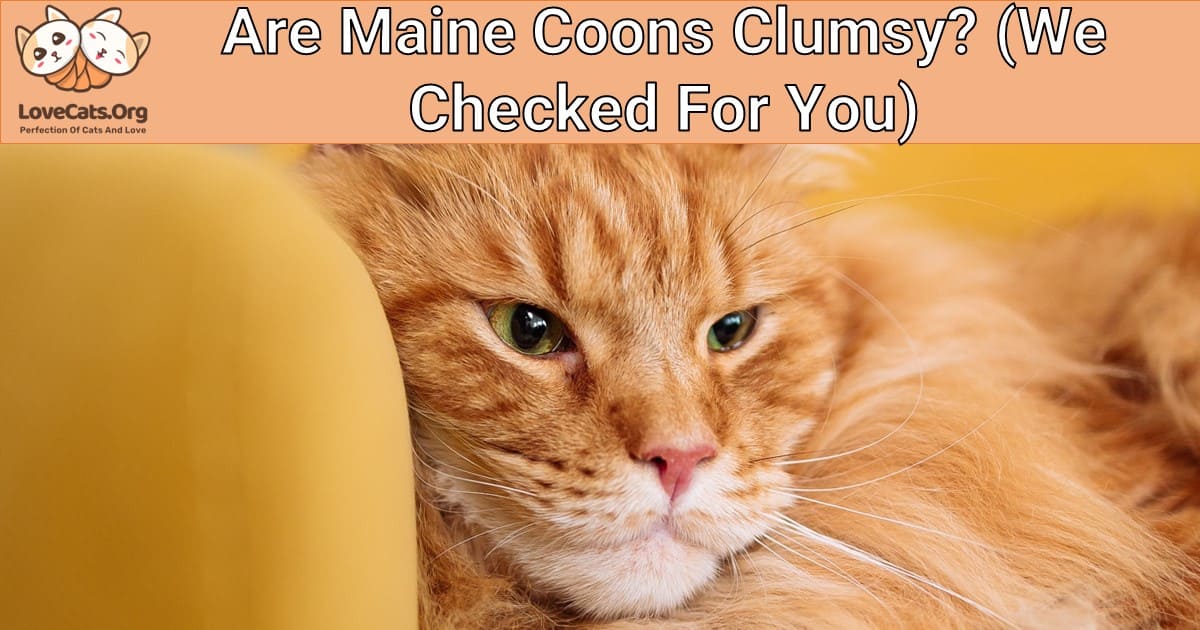 Are Maine Coons Clumsy? (We Checked For You)