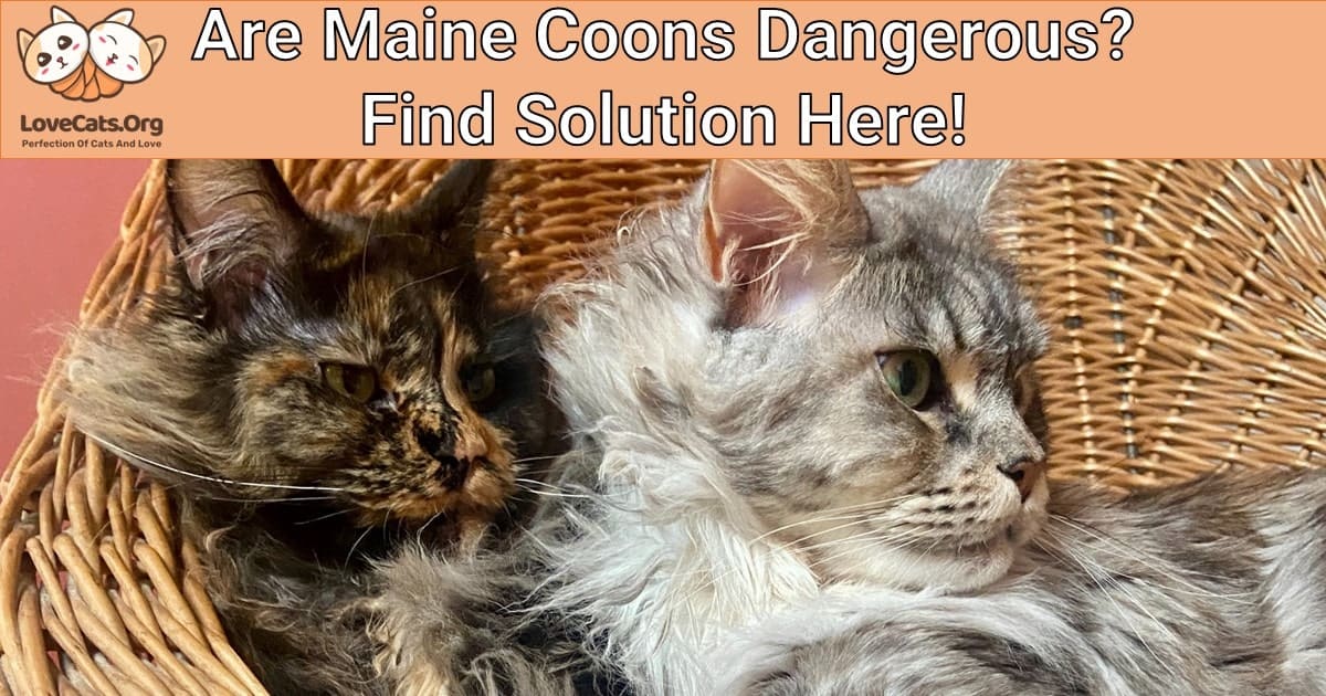 Are Maine Coons Dangerous? Find Solution Here!