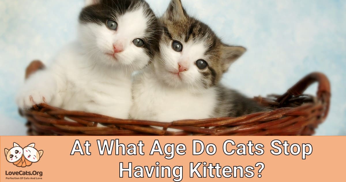 At What Age Do Cats Stop Having Kittens?