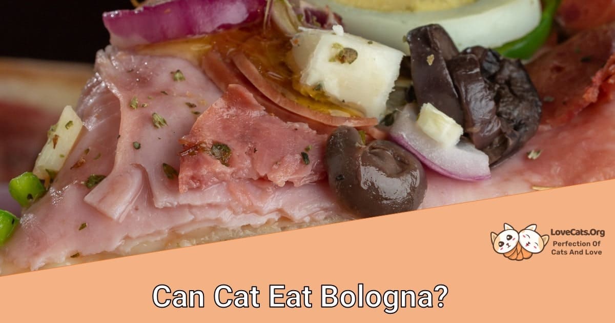 Can Cat Eat Bologna?