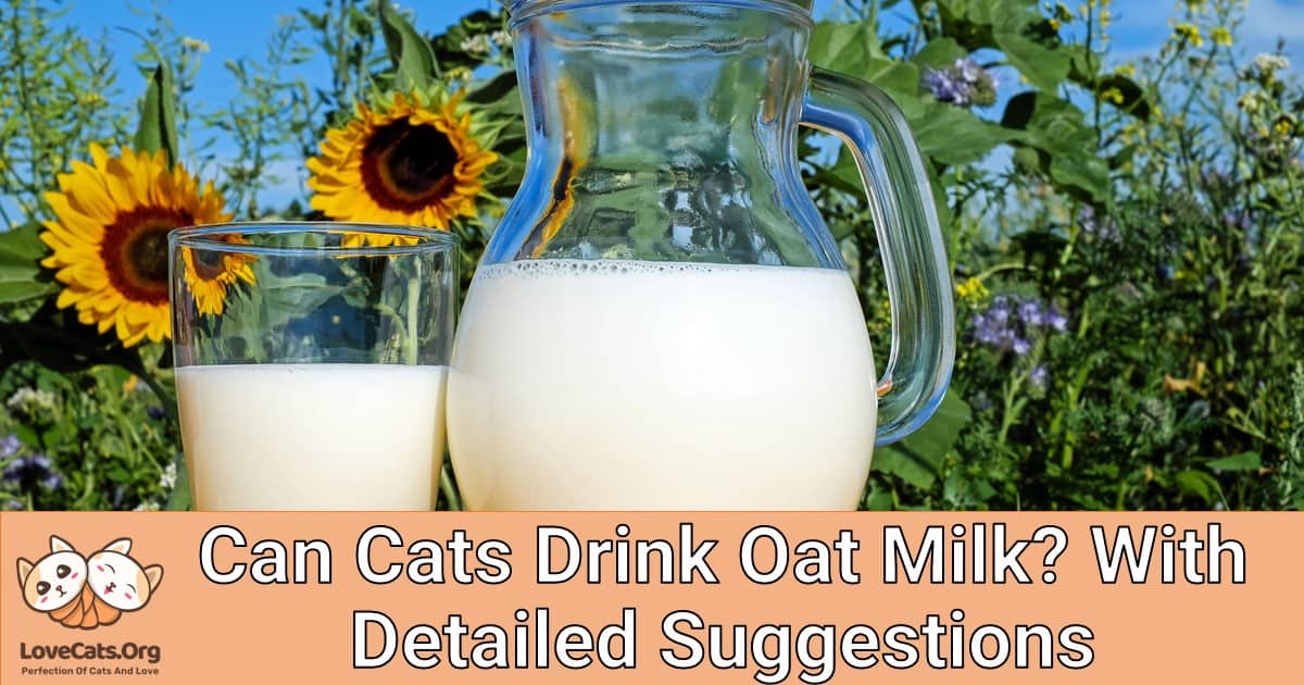 Can Cats Drink Oat Milk? With Detailed Suggestions