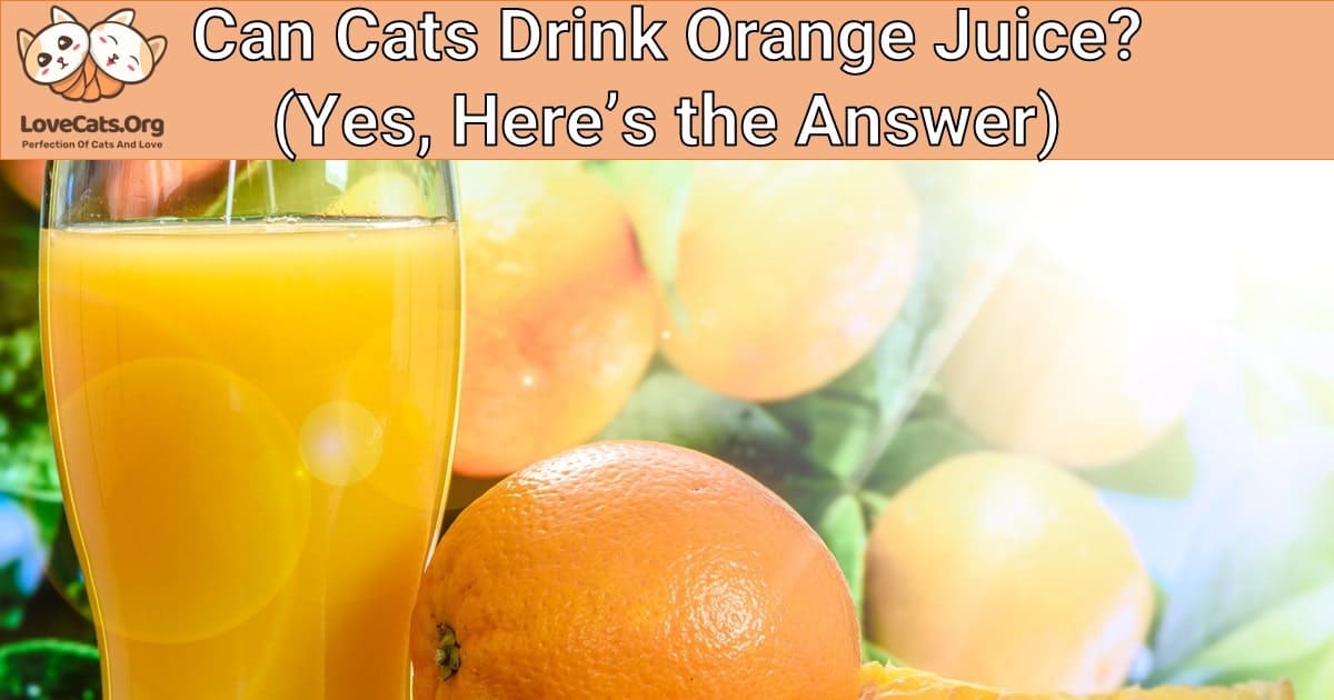 Can Cats Drink Orange Juice? (Yes, Here’s the Answer)