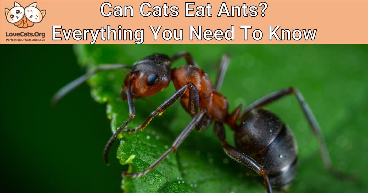 Can Cats Eat Ants?