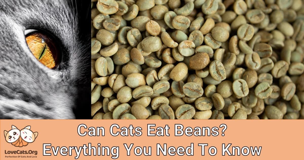 Can Cats Eat Beans?