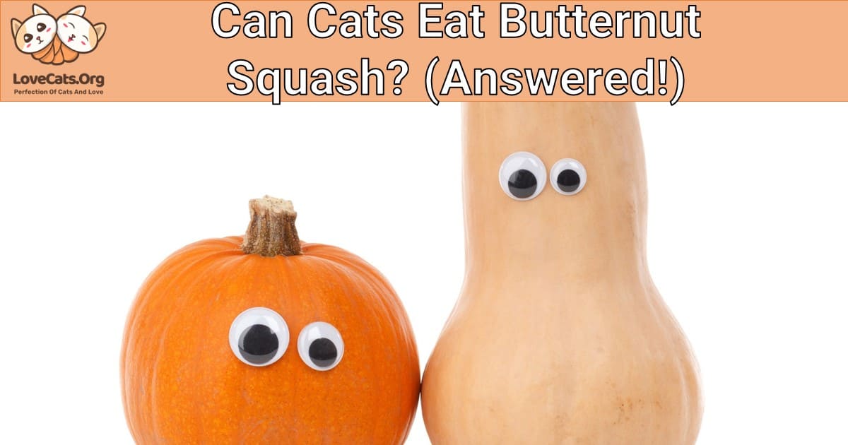Can Cats Eat Butternut Squash? (Answered!)