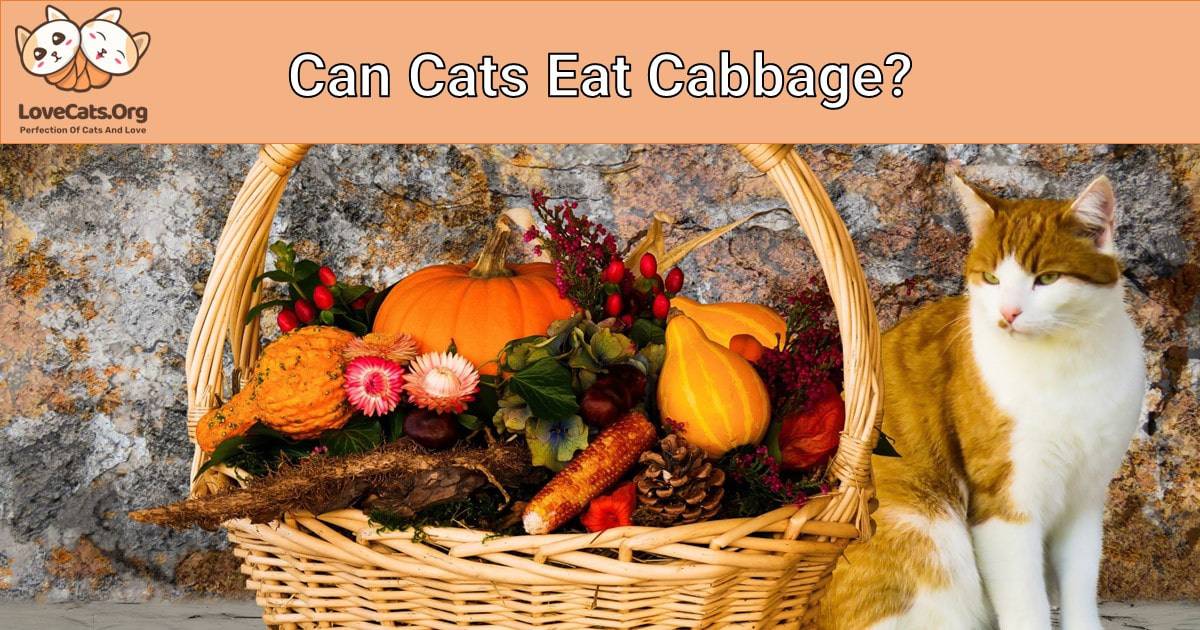 Can Cats Eat Cabbage?