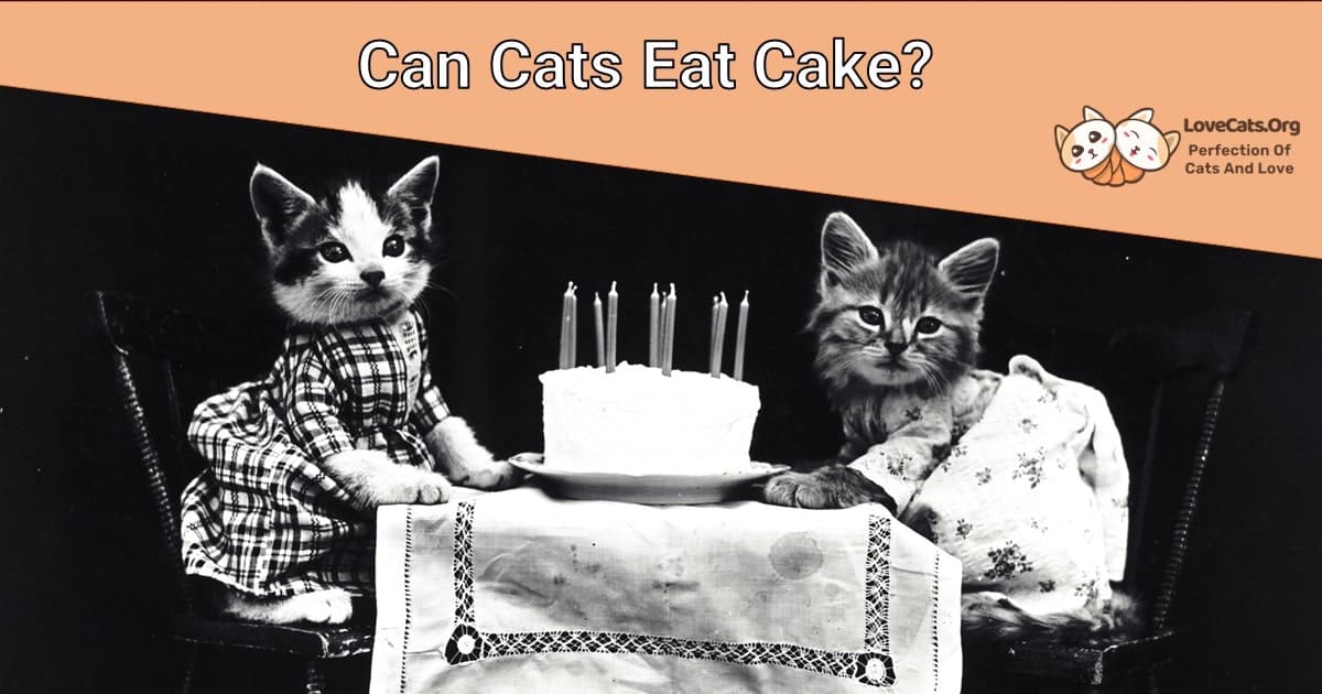 Can Cats Eat Cake?