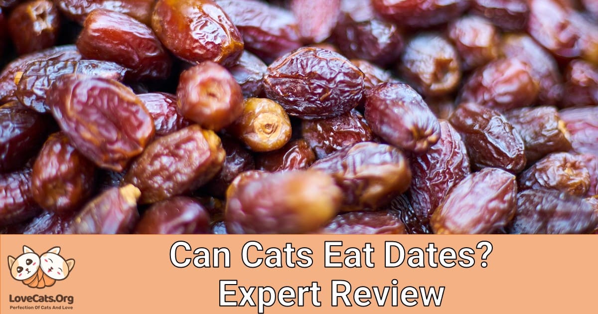 Can Cats Eat Dates? Expert Review