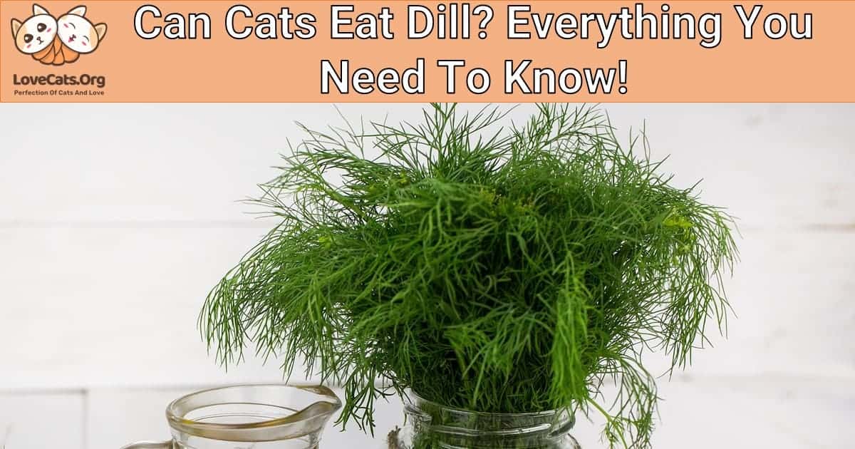 Can Cats Eat Dill? Everything You Need To Know!