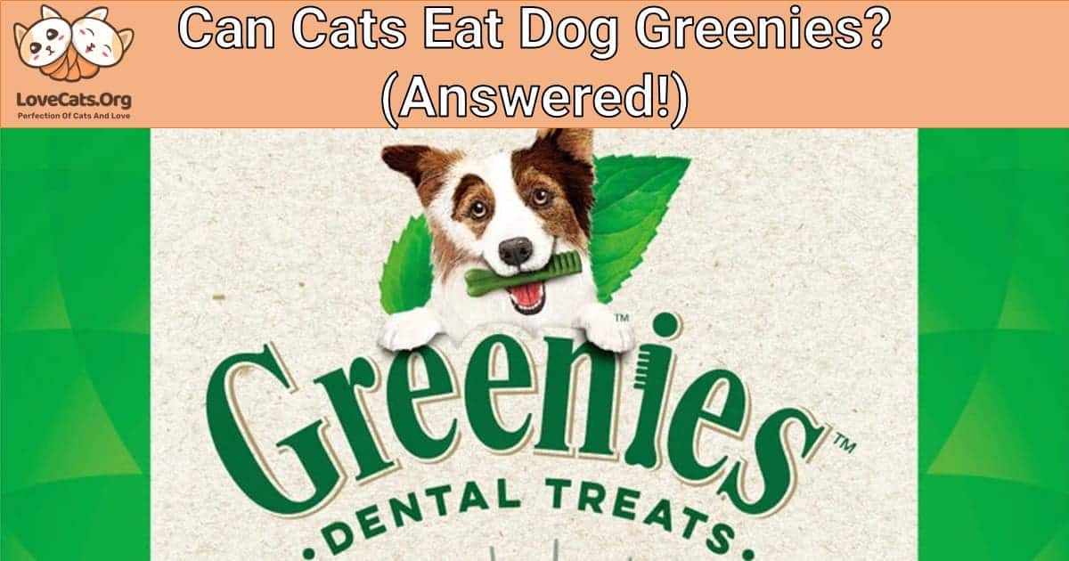 Can Cats Eat Dog Greenies? (Answered!)