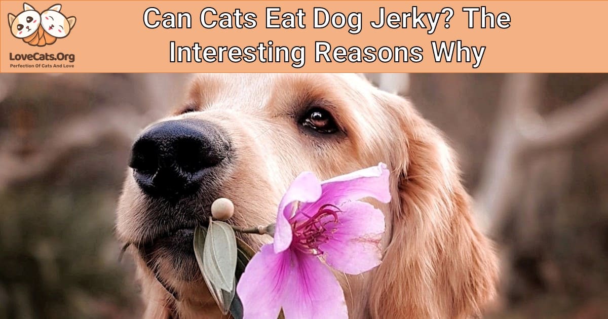 Can Cats Eat Dog Jerky? The Interesting Reasons Why