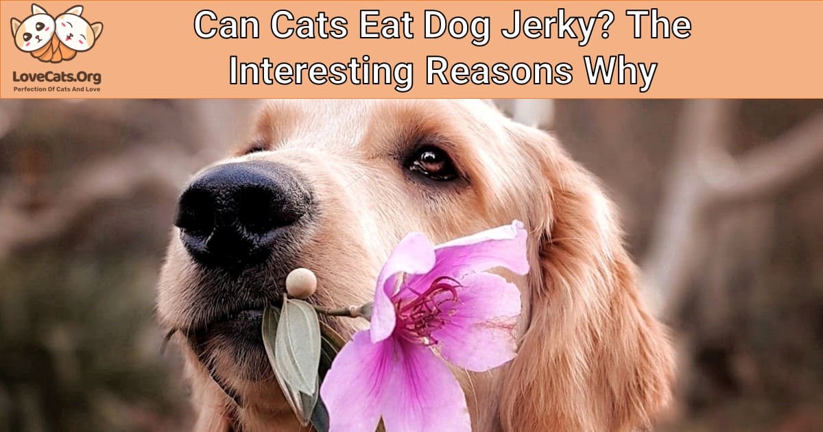 can dogs eat salmon jerky