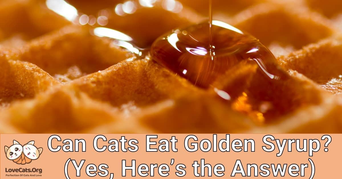 Can Cats Eat Golden Syrup? (Yes, Here’s the Answer)