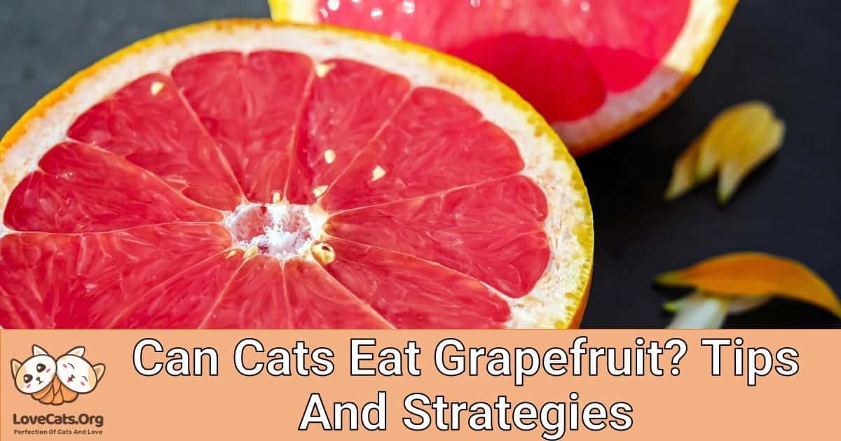 Can Cats Eat Grapefruit? Tips And Strategies