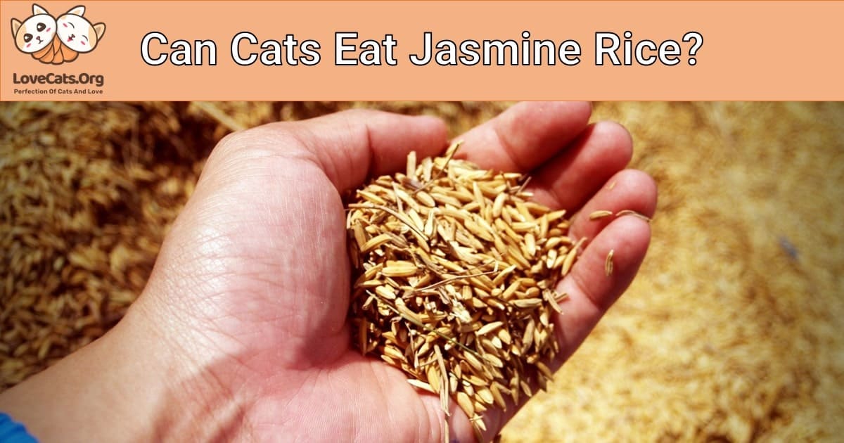 Can Cats Eat Jasmine Rice? (Answered!)