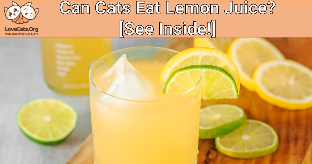 Can Cats Eat Lemon Juice? [See Inside!]