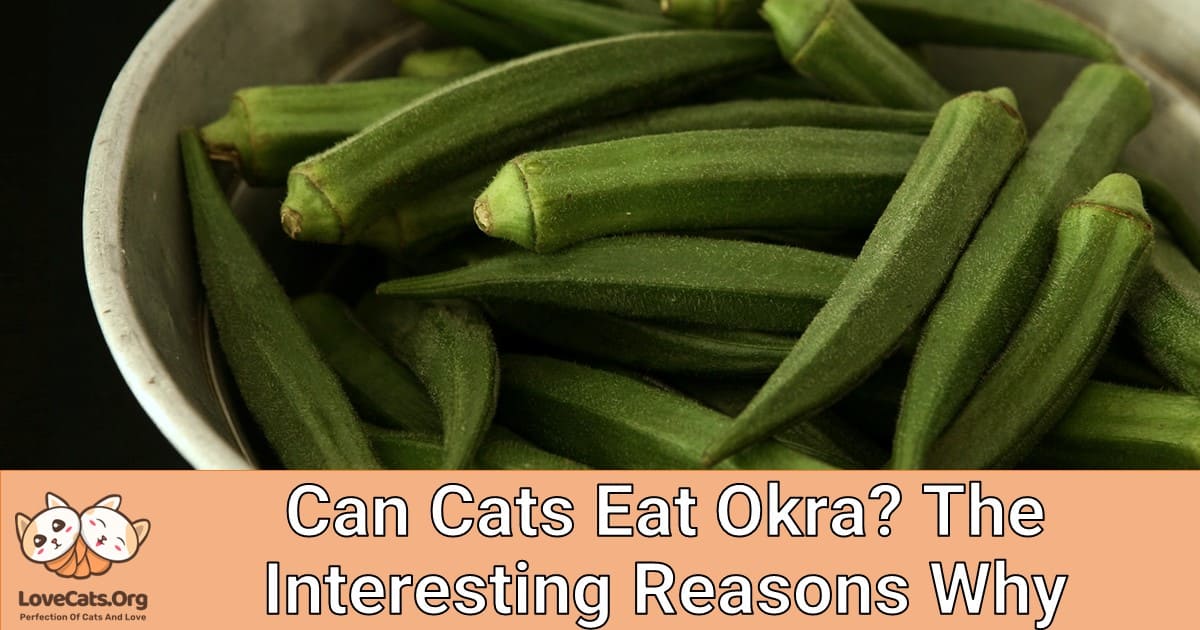 Can Cats Eat Okra? The Interesting Reasons Why