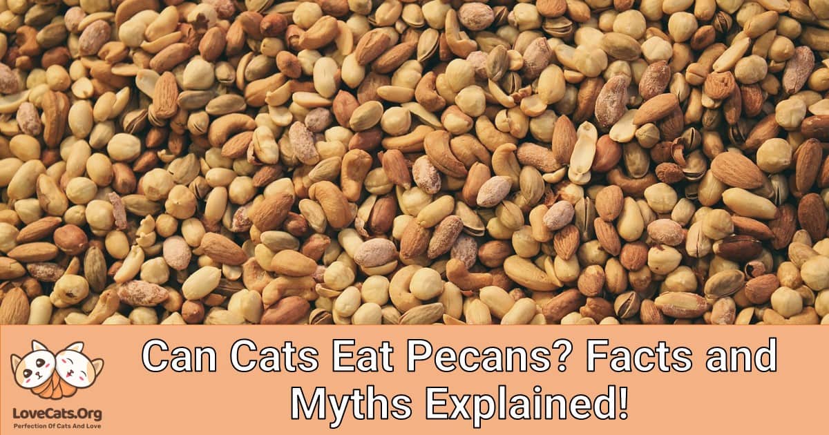 Can Cats Eat Pecans? Facts and Myths Explained!