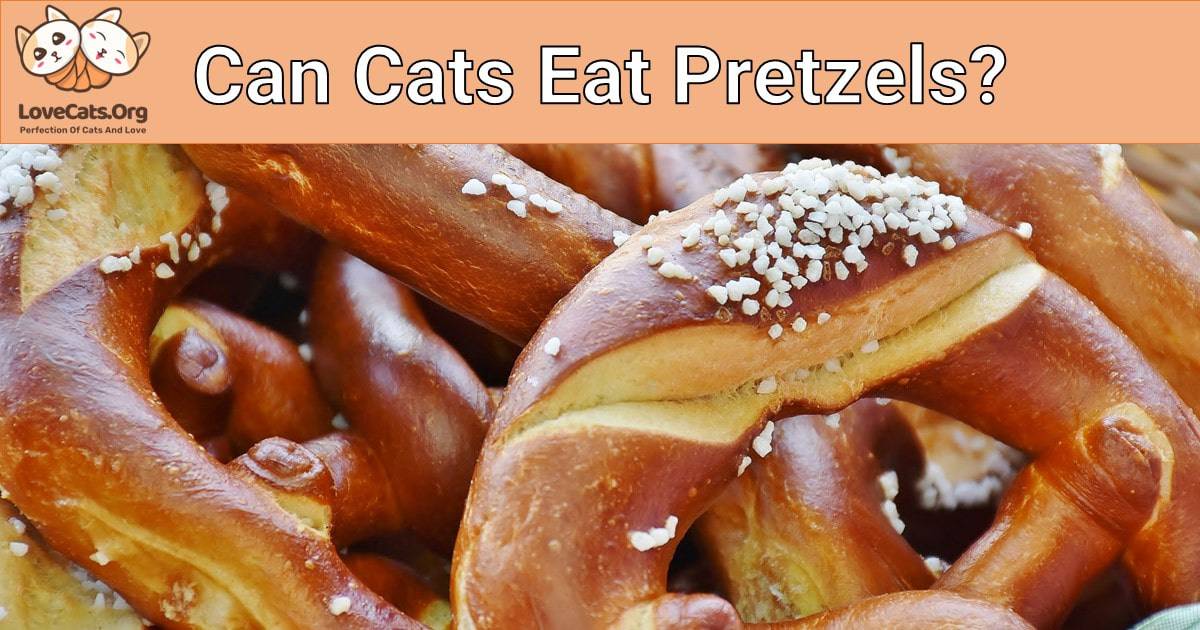 Can Cats Eat Pretzels?