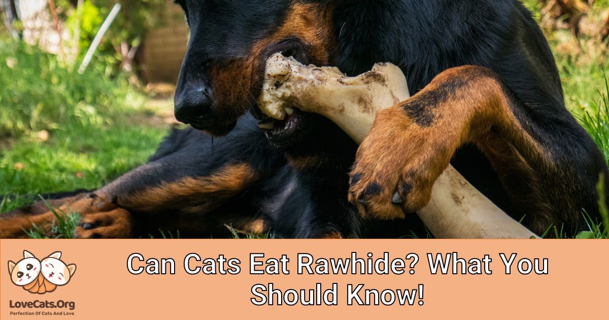 Can Cats Eat Rawhide? What You Should Know!