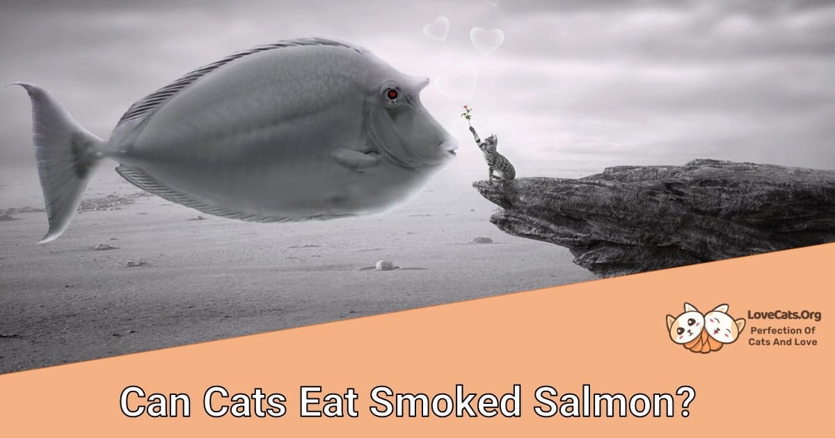 Can Cats Eat Smoked Salmon?