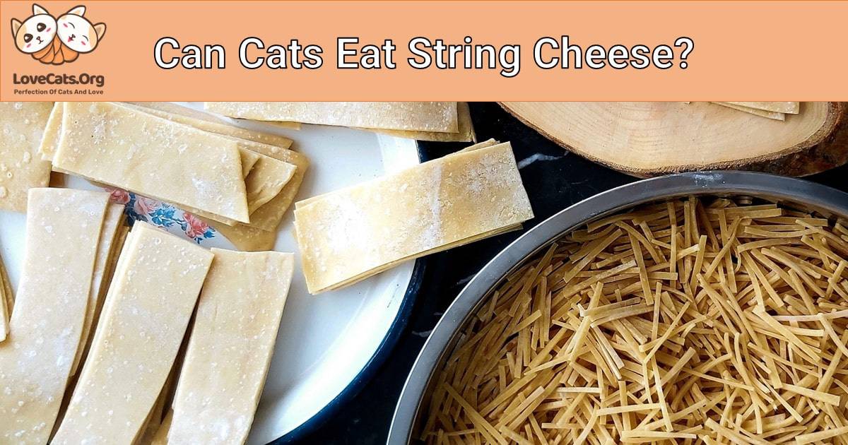 Can Cats Eat String Cheese?