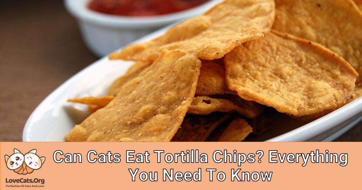 Can Cats Eat Tortilla Chips? Everything You Need To Know