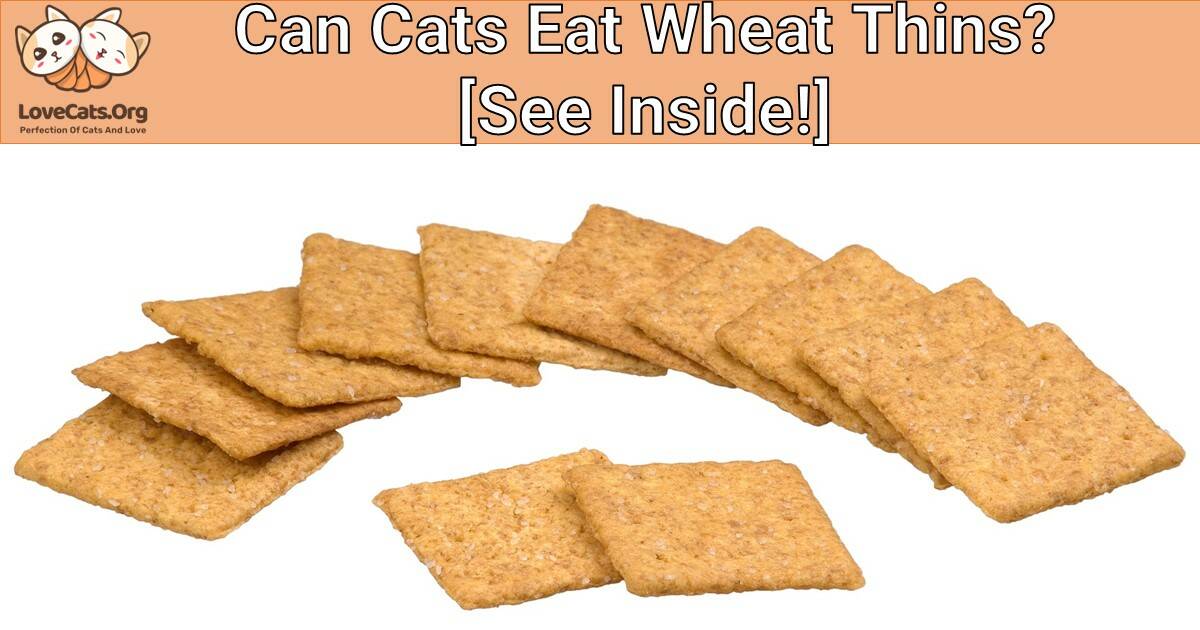 Can Cats Eat Wheat Thins? [See Inside!]