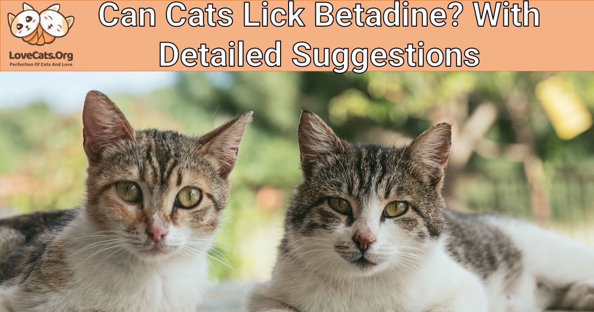 Can Cats Lick Betadine? With Detailed Suggestions