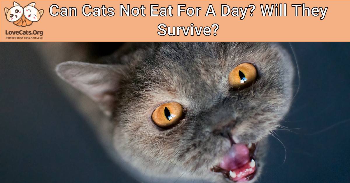 Can Cats Not Eat For A Day? Will They Survive?