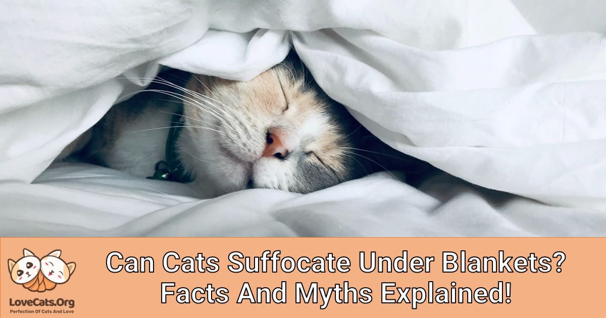 Can Cats Suffocate Under Blankets? Facts and Myths Explained!
