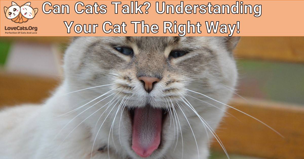 Can Cats Talk? Understanding Your Cat The Right Way!