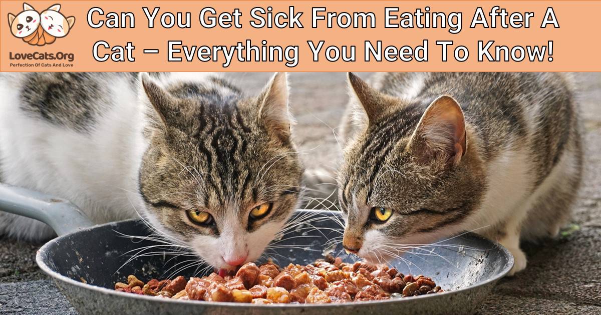Can You Get Sick From Eating After A Cat – Everything You Need To Know!