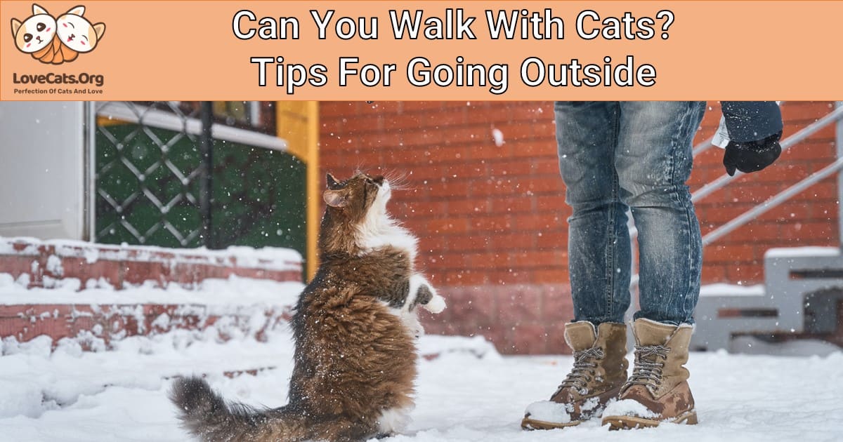 Can You Walk With Cats? Tips For Going Outside