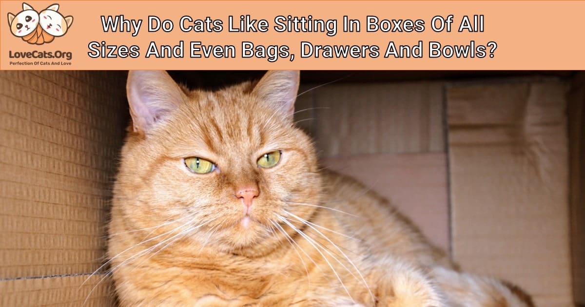 Why Do Cats Like Sitting In Boxes Of All Sizes And Even Bags, Drawers And Bowls?