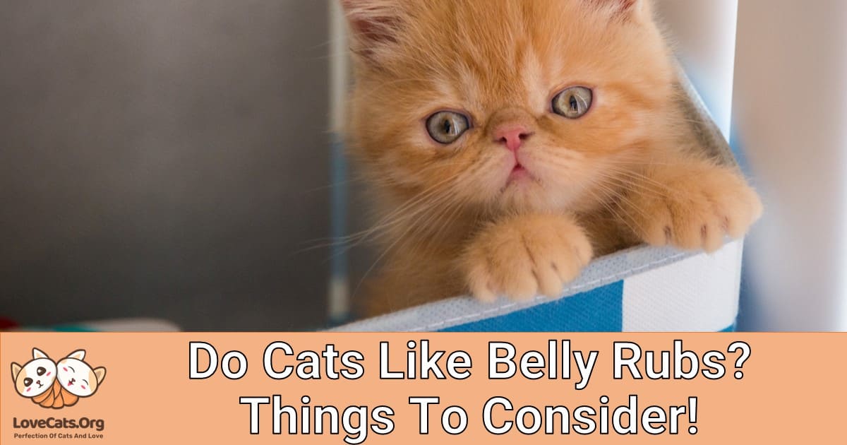 Do Cats Like Belly Rubs? Things To Consider!