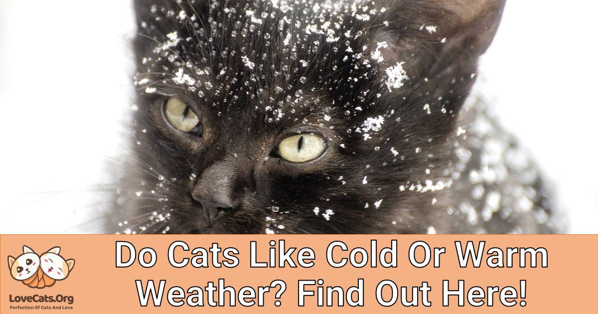 Do Cats Like Cold Or Warm Weather? Find Out Here!