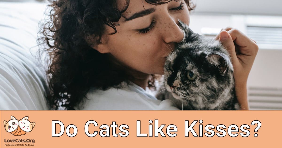Do Cats Like Kisses?