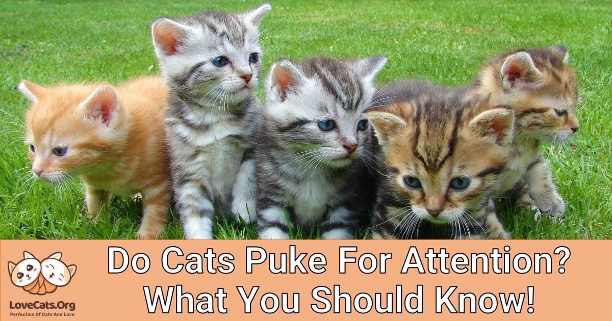 Do Cats Puke For Attention? What You Should Know!