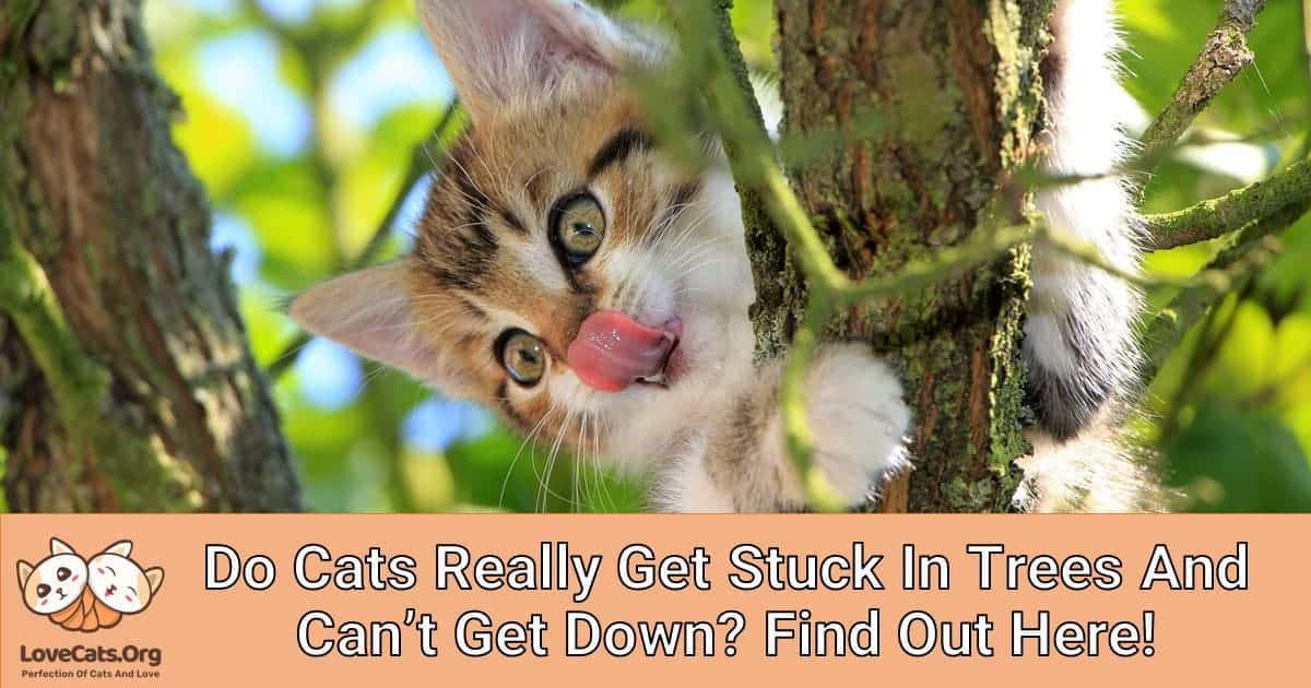 Do Cats Really Get Stuck In Trees And Can't Get Down? Find Out Here!