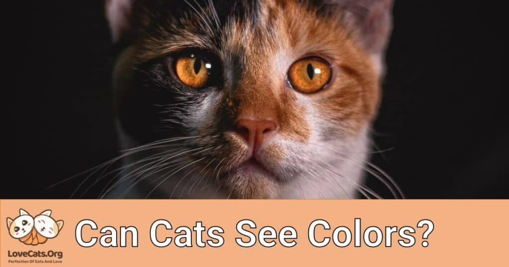 Can cats see colors lovecats