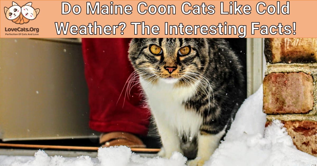 Do Maine Coon Cats Like Cold Weather? The Interesting Facts!