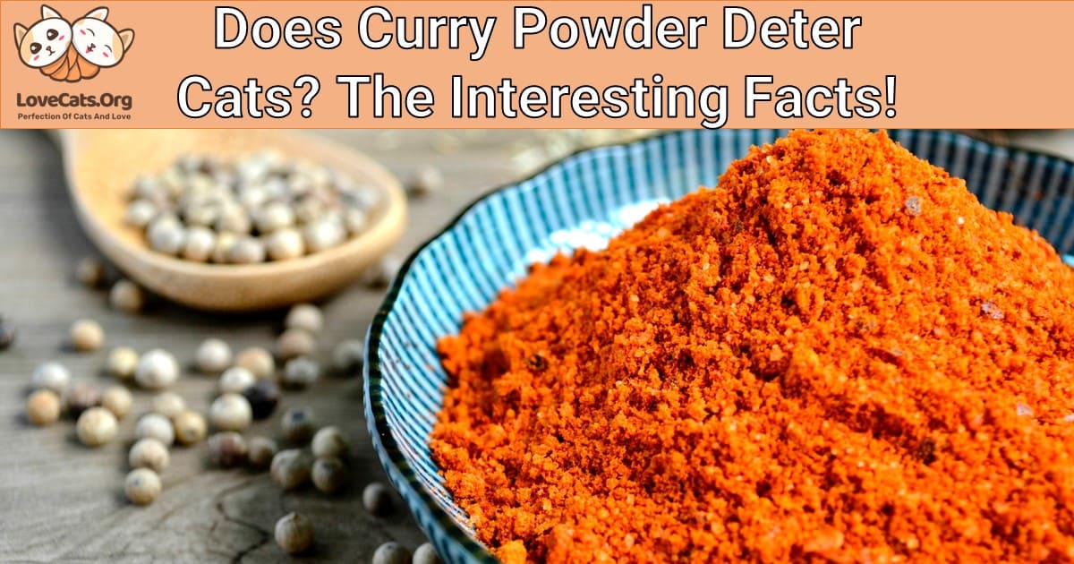 Does Curry Powder Deter Cats? The Interesting Facts!