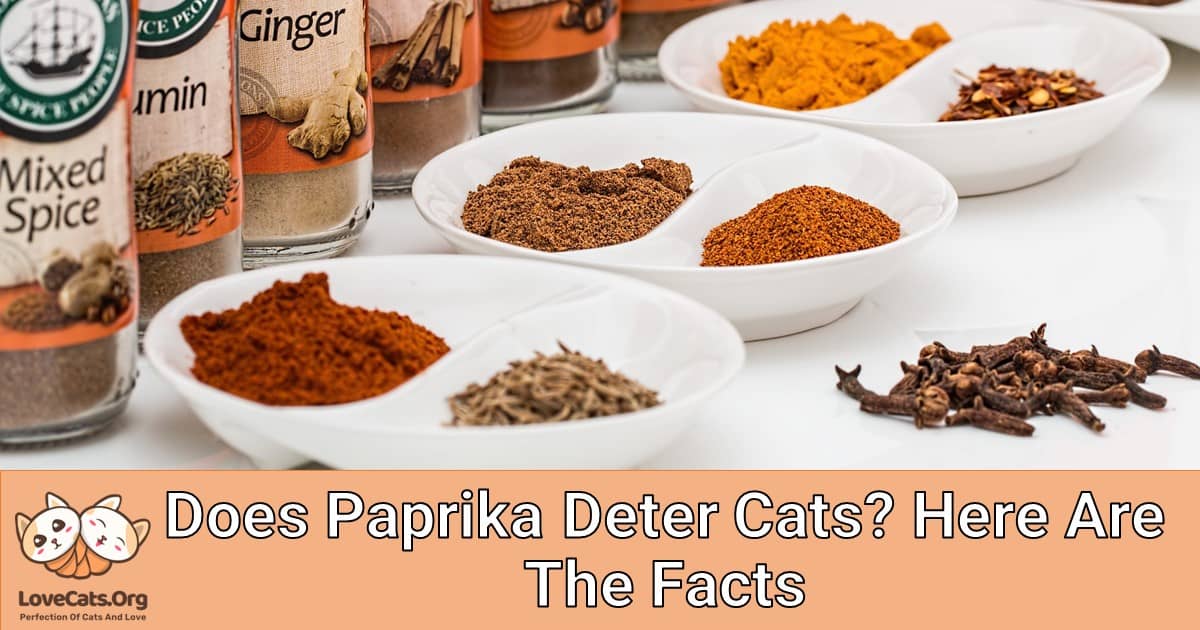 Does Paprika Deter Cats? Here Are The Facts