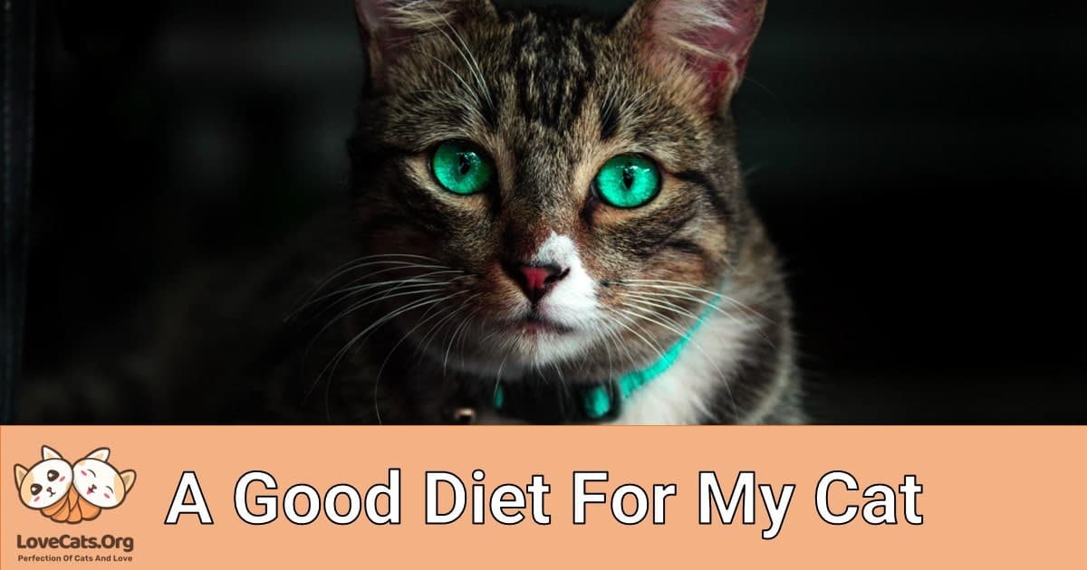 A Good Diet For My Cat